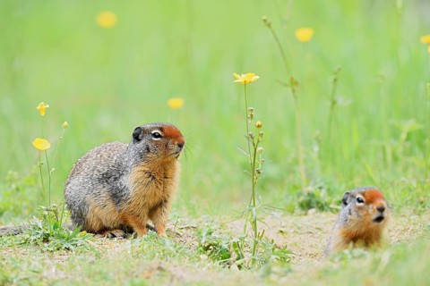 Columbia ground squirrel (Urocitellus columbianus, Spermophilus columbianus), two adults at the