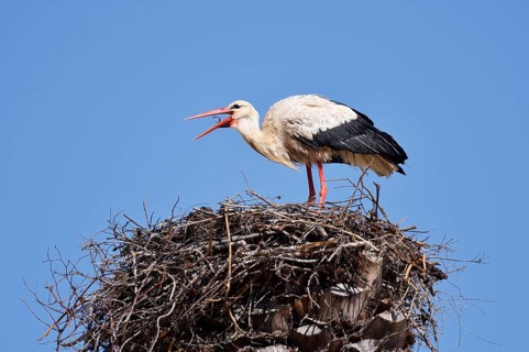 White stork (Ciconia ciconia) in the nest, Algarve, Portugal