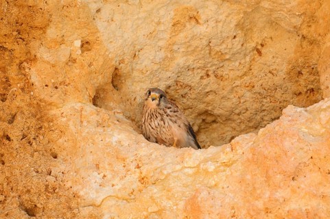 Kestrel (Falco tinnunculus), female at the breeding den in a rock, Algarve, Portugal