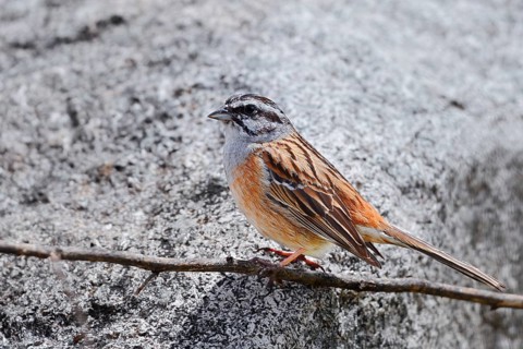 Rock Bunting (Emberiza cia), male, Algarve, Portugal