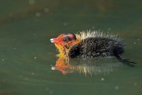 Eurasian Coot (Fulica atra), swimming chick, North Rhine-Westphalia, Germany