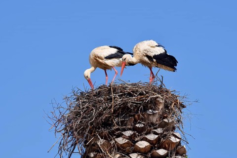 White stork (Ciconia ciconia), pair on the nest, Algarve, Portugal