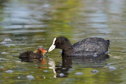 Eurasian Coot (Fulica atra) feeding chicks, North Rhine-Westphalia, Germany