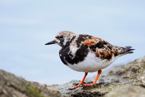 Ruddy turnstone (Arenaria interpres), Algarve, Portugal