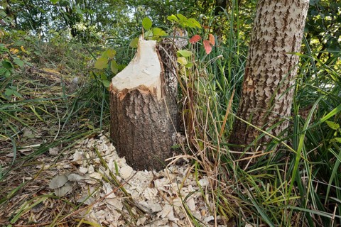 Trembling poplar (Populus tremula) felled by the European beaver (Castor fibre), North