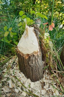 Trembling poplar (Populus tremula) felled by the European beaver (Castor fibre), North
