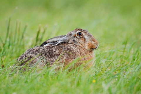 European hare (Lepus europaeus) sitting in a meadow, North Rhine-Westphalia, Germany