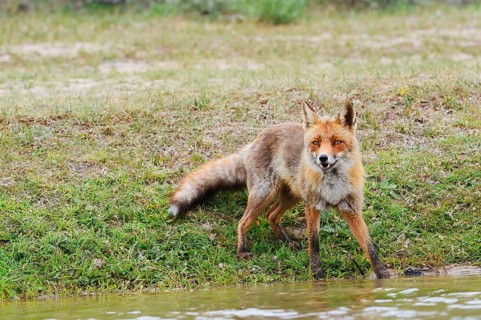 Red fox (Vulpes vulpes) standing by a stream, North Holland, Netherlands