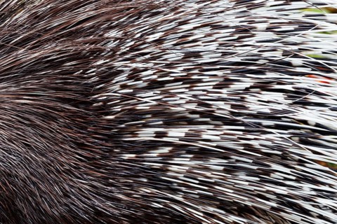Indian crested porcupine or Indian porcupine (Hystrix indica), fur and spines, captive, occurring