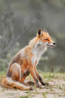 Red fox (Vulpes vulpes), North Holland, Netherlands