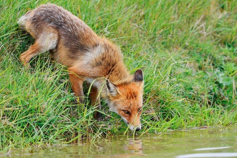 Red fox (Vulpes vulpes) drinking from a stream, North Holland, Netherlands
