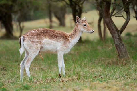 Fallow deer (Dama dama), Zeeland, Netherlands