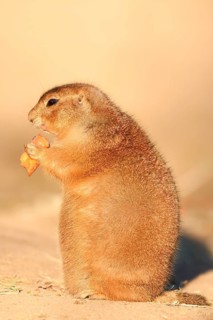 Black-tailed prairie dog (Cynomys ludovicianus), sits upright and eats a carrot, captive, occurring