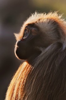 Djelada or blood-breasted baboon (Theropithecus gelada), male in backlight, portrait, captive,