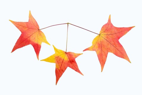 Fan maple (Acer palmatum, leaf in autumn on a white background