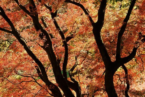 Fan maple (Acer palmatum) in autumn, North Rhine-Westphalia, Germany