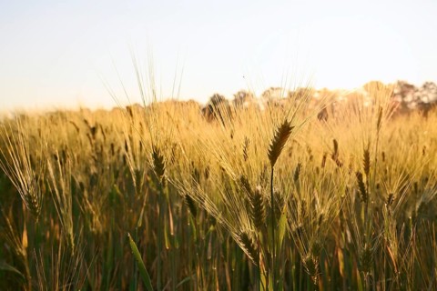 Rye (Secale cereale) at sunrise against the light, North Rhine-Westphalia, Germany