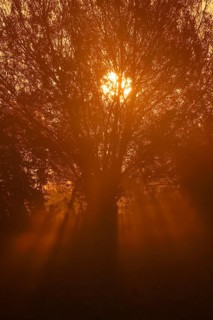 Pollarded willow, silver willow (Salix alba) in the morning mist at sunrise, North