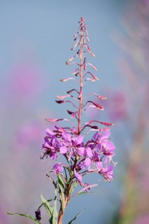 Blooming sally (Epilobium angustifolium), inflorescence, North Rhine-Westphalia, Germany