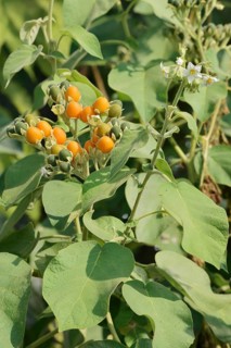 Dwarf tamarillo or dwarf tree tomato (Solanum abutiloides, Cyphomandra abutiloides), fruits on the
