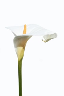 Indoor calla or calla (Zantedeschia aethiopica), flower against a white background, Algarve,