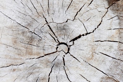 Black poplar or Saar tree (Populus nigra), cross-section of the trunk, North Rhine-Westphalia,