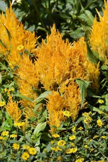 Feather bush celosia or silver celosia (Celosia argentea), ornamental plant, North
