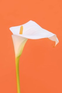 Indoor calla or calla (Zantedeschia aethiopica), flower, Algarve, Portugal