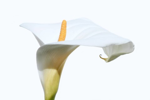 Indoor calla or calla (Zantedeschia aethiopica), flower against a white background, Algarve,