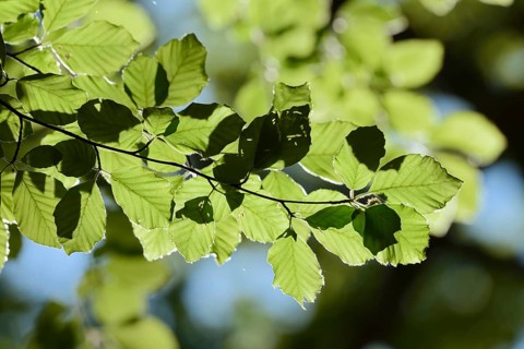 European beech (Fagus sylvatica), leaves in spring, North Rhine-Westphalia, Germany