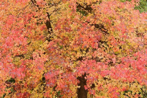 American sweetgum (Liquidambar styraciflua) in autumn, North Rhine-Westphalia, Germany