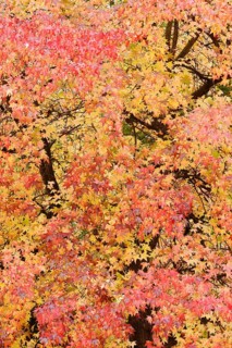 American sweetgum (Liquidambar styraciflua) in autumn, North Rhine-Westphalia, Germany