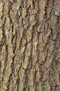 English oak (Quercus robur, Quercus pedunculata), bark detail, North Rhine-Westphalia, Germany