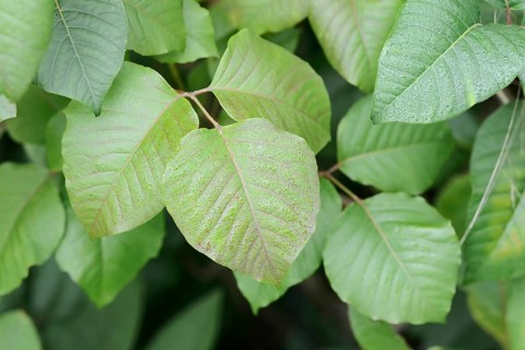 Toxicodendron radicans (Toxicodendron radicans, Rhus radicans), leaves, Bavaria, Germany, neophyte