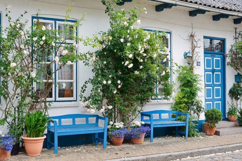 House with benches and blooming rose bushes, 'Little Amsterdam of the North' Friedrichstadt, North