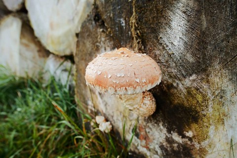 Poplar Schüppling (Hemipholiota populnea, Pholiota destruens), North Rhine-Westphalia, Germany