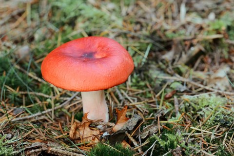 Cherry red russula (Russula emetica), Gelderland, Netherlands