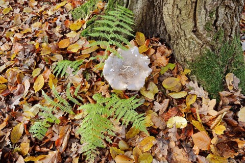 Clouded funnel fungus or grey cap (Clitocybe nebularis, Lepista nebularis) and fern in autumn,