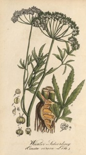 European poisonous plants, water hemlock, Cicuta virosa, authentic, digitally restored reproduction
