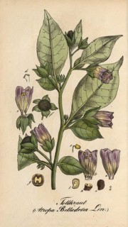 European poisonous plants, black belladonna, Atropa belladonna, authentic, digitally restored