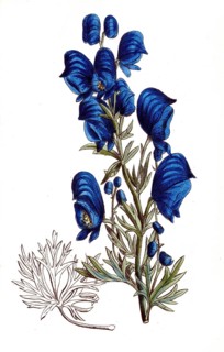 European poisonous plants, Aconite pyramidale, type of aconite with pyramidal inflorescence,