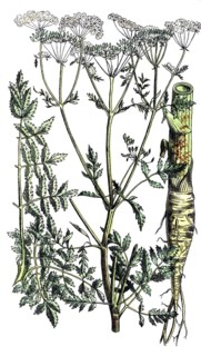 European poisonous plants, spotted hemlock, Conium maculatum, digitally restored reproduction from