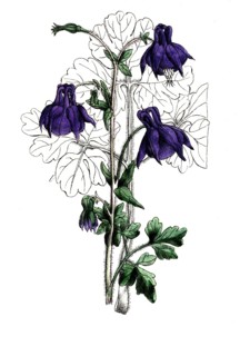 European poisonous plants, common columbine or common columbine, Aquilegia vulgaris, digitally