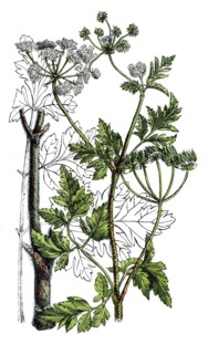 European poisonous plants, hedge calf goiter, Chaerophyllum temulum, digitally restored