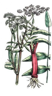 European poisonous plants, Sium latifolium L, broad-leaved Merk, digitally restored reproduction