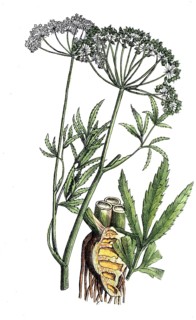 European poisonous plants, water hemlock, cicuta virosa, digitally restored reproduction from a