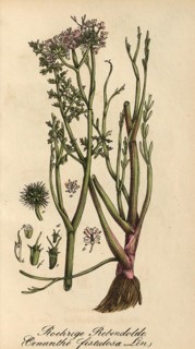 European poisonous plants, Oenanthe fistulosa, authentic, digitally restored reproduction from a