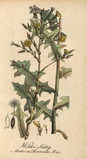 European poisonous plants, prickly lettuce, Lactuca serriola, authentic, digitally restored
