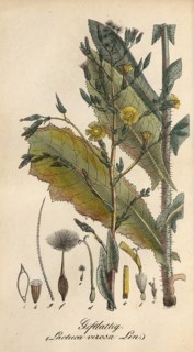 European poisonous plants, poisonous lettuce, Lactuca virosa, authentic, digitally restored