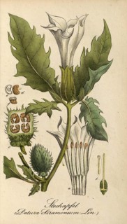 European poisonous plants, Jimson Weed, Datura stramonium, authentic, digitally restored